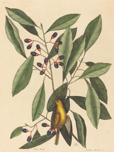 El herrerillo amarillo Motacilla trochilus, publicado 1754 de Mark Catesby