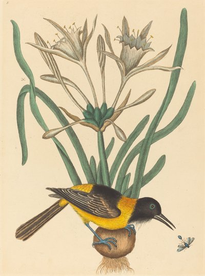 El Pye amarillo y negro (Oriolus Icterus) de Mark Catesby