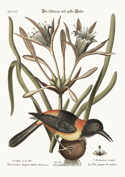 El amarillo y negro Pye, 1749-73 de Mark Catesby