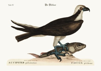 El halcón pescador, 1749-73 de Mark Catesby