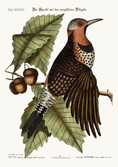 El pájaro carpintero de alas doradas, 1749-73 de Mark Catesby