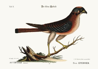 El pequeño halcón, 1749-73 de Mark Catesby
