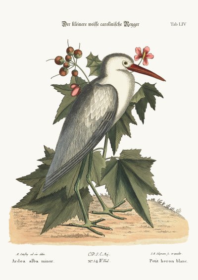 La pequeña garza blanca, 1749-73 de Mark Catesby