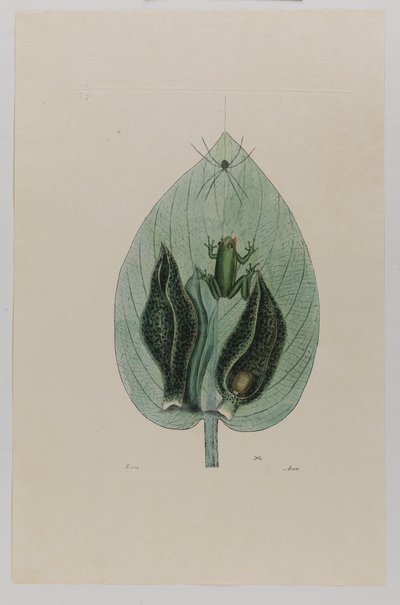Rana arborícola de Mark Catesby
