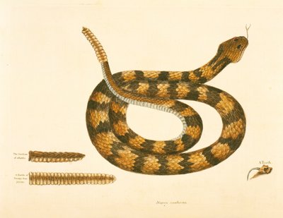Serpiente Viper Caudison, Serpiente de cascabel, lámina 41, vol. 1, de la 