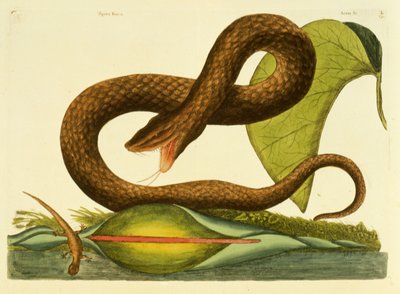 Víbora Fusca, lámina 45, vol. 1, de 