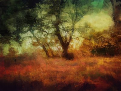 Bosques de la abadía de Calke de Mark Gordon