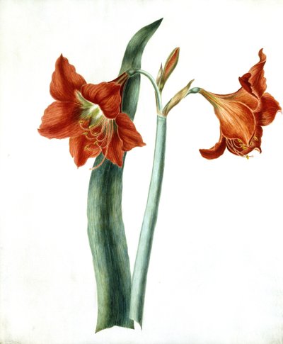 Amarilis, c.1790 de Martha Tuthill