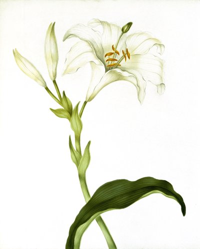 Lirio, c.1790 de Martha Tuthill