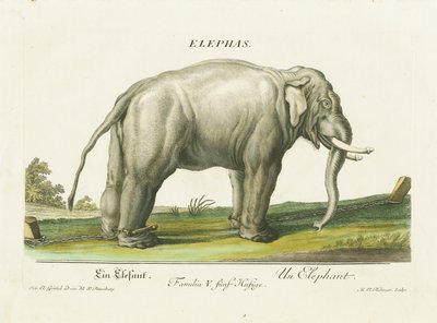  de Martin Elias Ridinger