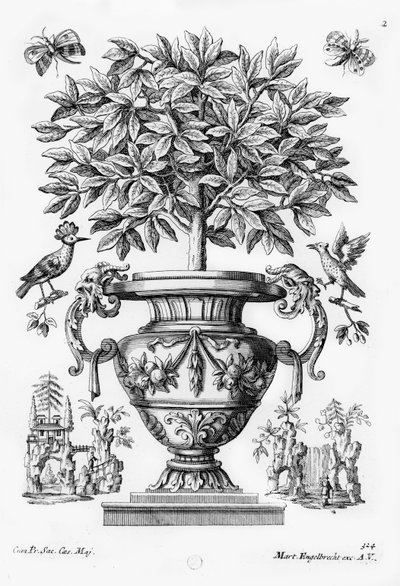 Árboles cítricos de Martin Engelbrecht