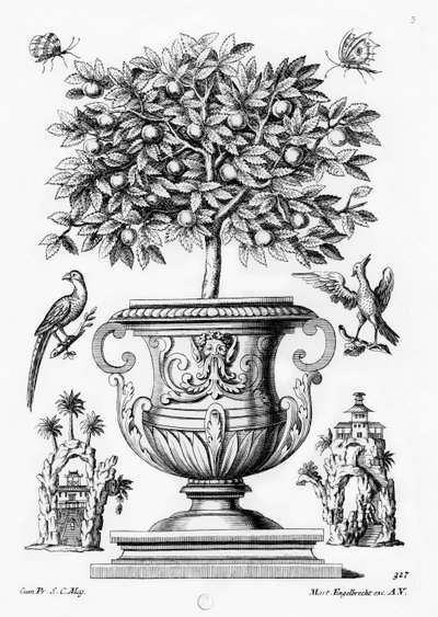 Árboles de cítricos, c.1735 de Martin Engelbrecht