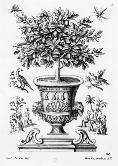 Árboles de cítricos, c.1735 de Martin Engelbrecht