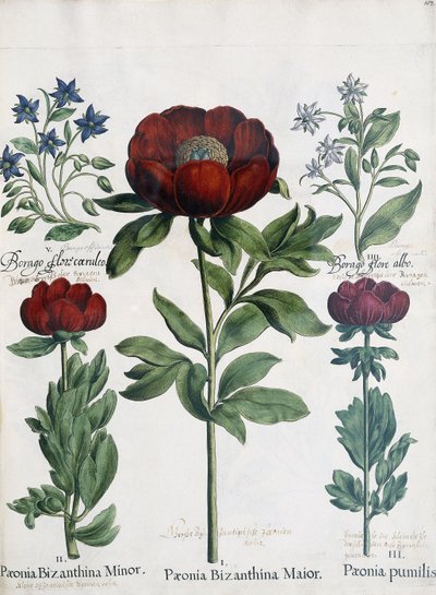 Tres tipos de peonías, 1613 de Martin I Mytens