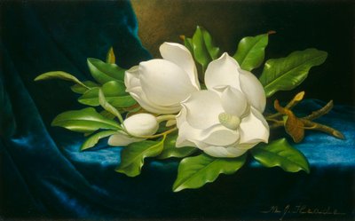 Magnolias gigantes sobre un paño de terciopelo azul de Martin Johnson Heade