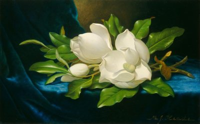 Magnolias gigantes sobre un paño de terciopelo azul, c. 1890 de Martin Johnson Heade