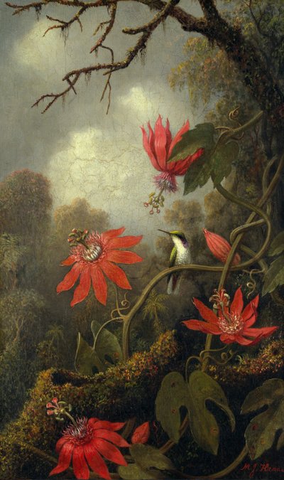Colibrí y flores de la pasión, c.1875-85 de Martin Johnson Heade