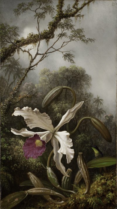 Colibrí con orquídea blanca, 1875-1885 de Martin Johnson Heade