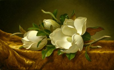 Magnolias sobre tela de terciopelo dorado, c.1888-90 de Martin Johnson Heade