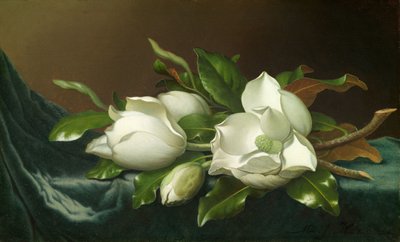 Magnolias en tela de terciopelo azul claro de Martin Johnson Heade