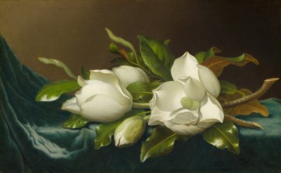 Magnolias sobre tela de terciopelo azul claro de Martin Johnson Heade