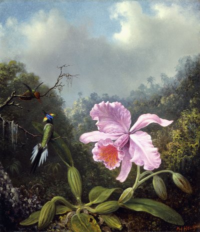 Naturaleza muerta con orquídea y pareja de colibríes, c.1890s de Martin Johnson Heade