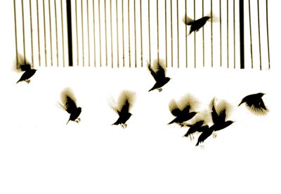 Estorninos, 2003 (fotograbado) de Martin Mossop