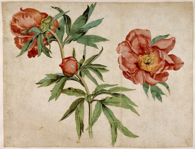 Estudio de peonías de Martin Schongauer