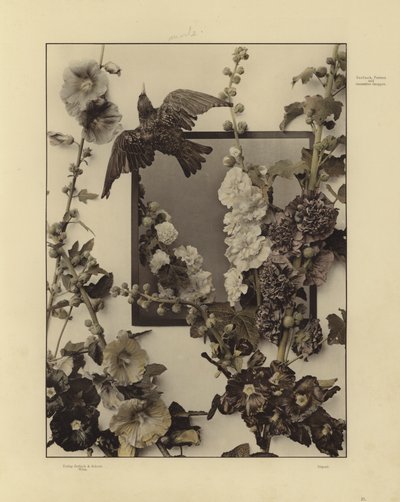 Uno de los festones y grupos decorativos de Martin Gerlach (foto en blanco y negro) de Martin senior Gerlach