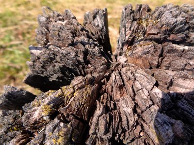 Madera de Martina Konitzky