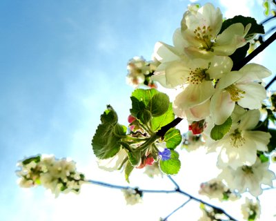 Árbol en flor1 de Martina Konitzky