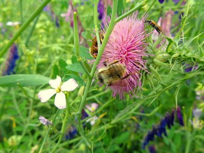 Abejas de Martina Konitzky