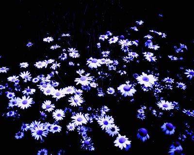 Flores al borde del campo de Martina Konitzky