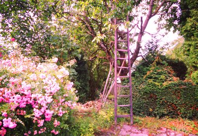 La escalera en el cerezo de Martina Konitzky