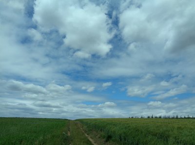 Campos en verano de Martina Konitzky