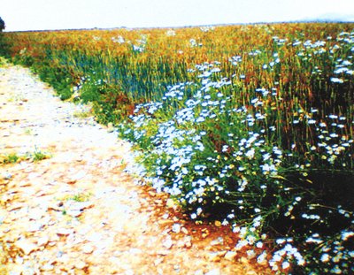Camino rural de Martina Konitzky
