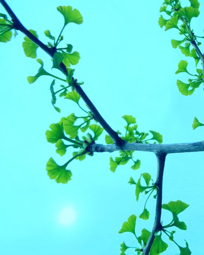 Gingko de Martina Konitzky