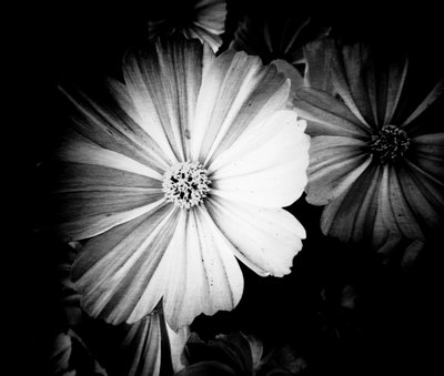 Gris de Martina Konitzky