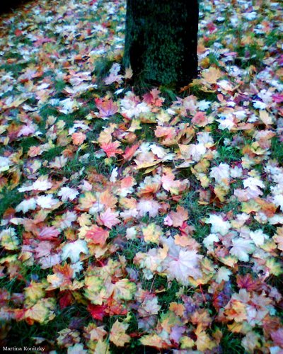 Otoño de Martina Konitzky