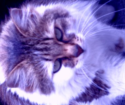 Kitty Lila de Martina Konitzky