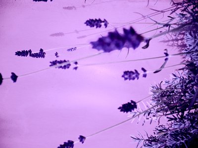 Lavanda de Martina Konitzky