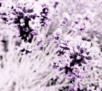 Lavanda lila plata de Martina Konitzky