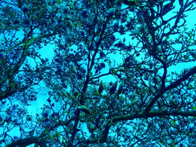 Azul magnolia de Martina Konitzky