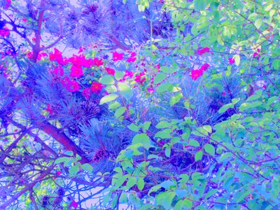 Plantas de Martina Konitzky