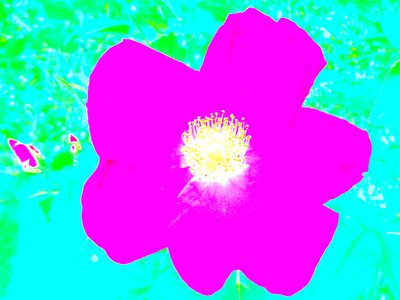 Popart Hommage Andy Warhol de Martina Konitzky