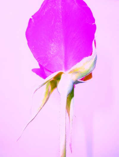Rosa lila de Martina Konitzky