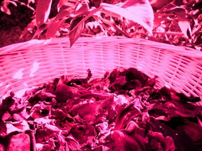 Pétalos de rosa Potpourri de Martina Konitzky