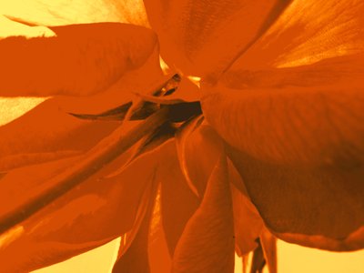 Flor de rosa de Martina Konitzky