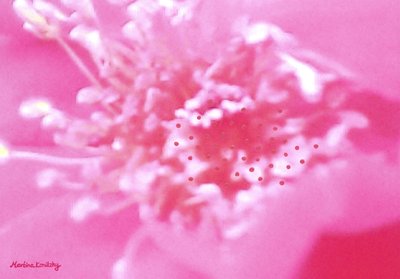 Fragancia de rosa de Martina Konitzky