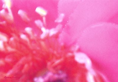 Fragancia de rosas 1 de Martina Konitzky
